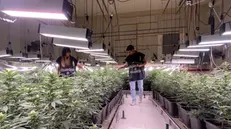 La Guardia di Finanza nella piantagione di marijuana