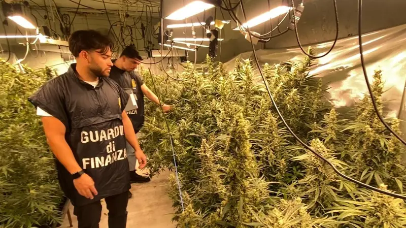 La Guardia di Finanza nella piantagione di marijuana
