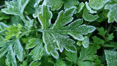 La brinata di sabato mattina a Mompiano - © www.giornaledibrescia.it