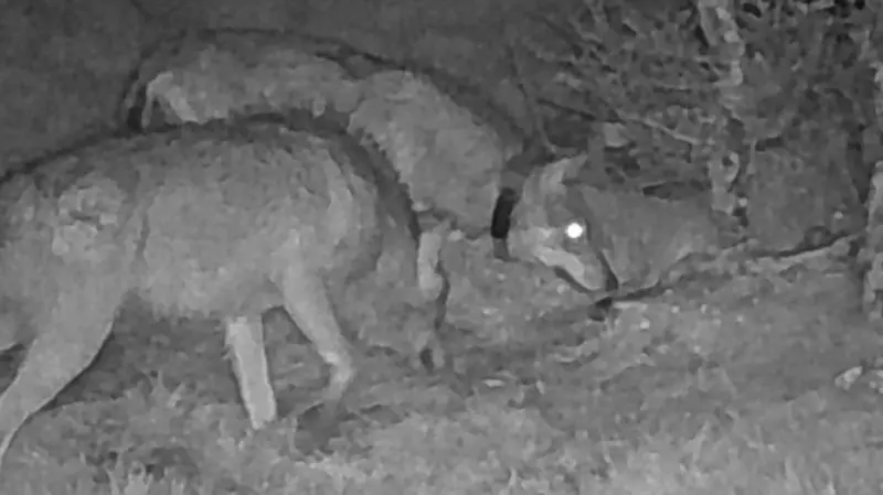 Lupi immortalati da una fototrappola