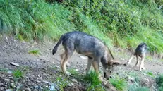 Si moltiplicano gli avvistamenti di lupi