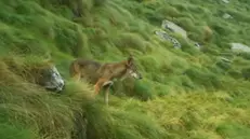 Una lupa del branco del Tonale