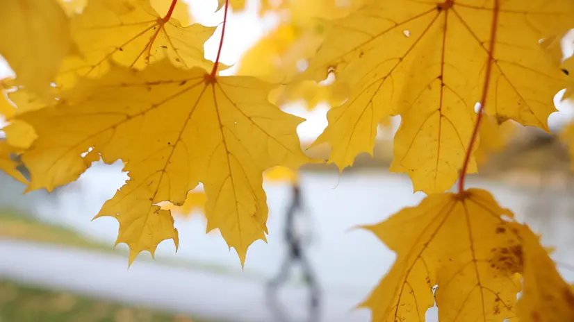 epa12470243 A man walks behind yellow leaves on a cloudy autumn day at a park in a residential district in Moscow, Russia, 21 October 2025. EPA/MAXIM SHIPENKOV