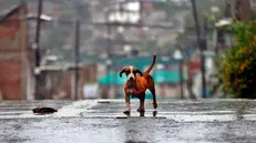 epa12488820 A dog walks in the rain in Santiago de Cuba, Cuba, 28 October 2025. Cuba's Institute of Meteorology (Insmet) predicts that Melissa will hit the eastern tip of the island as an 'extremely dangerous' hurricane, predicting a category 4 (out of 5) on the Saffir-Simpson scale. EPA/Ernesto Mastrascusa