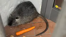 La nutria in centro a Castenedolo - © www.giornaledibrescia.it