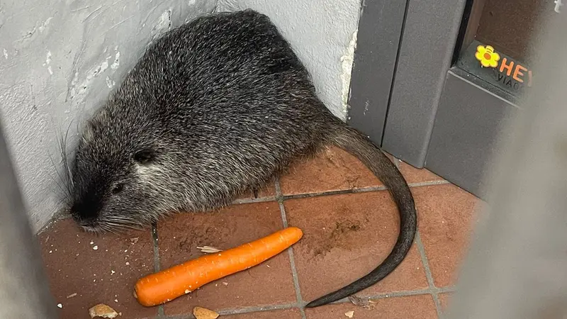 La nutria in centro a Castenedolo - © www.giornaledibrescia.it