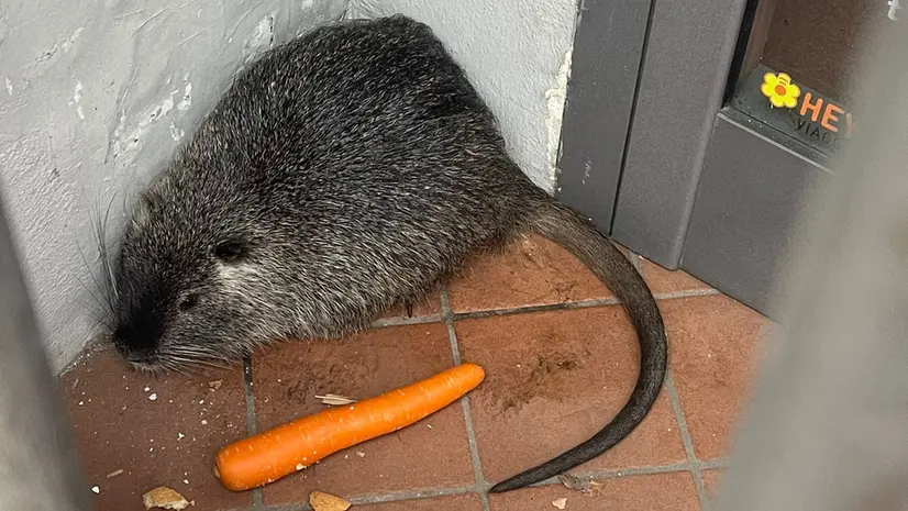 La nutria in centro a Castenedolo - © www.giornaledibrescia.it