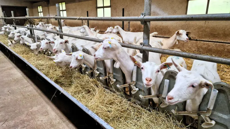 Le capre Saanen di Pasinetti - Foto Lisa Foresta © www.giornaledibrescia.it