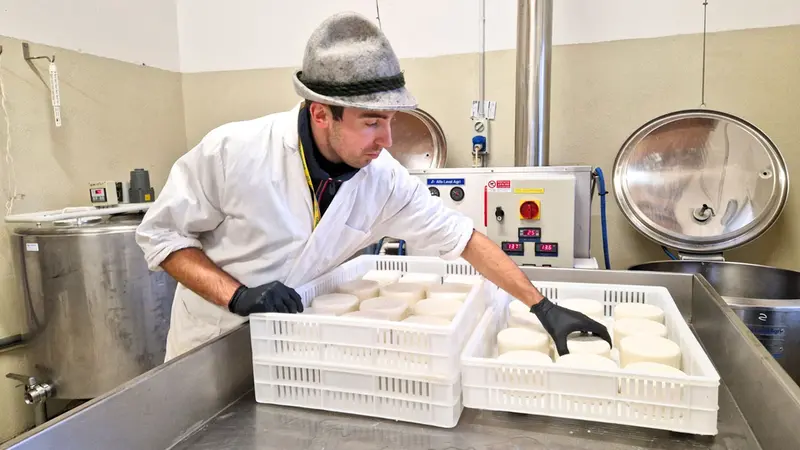 Pasinetti impegnato nella produzione dei suoi formaggi - Foto Lisa Foresta © www.giornaledibrescia.it