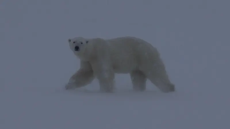 Un orso polare avvistato da Mutti