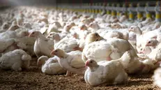 Preoccupazione per il caso di aviaria nella Bassa - © www.giornaledibrescia.it