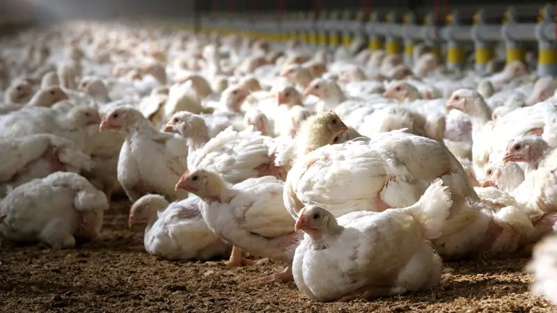 Preoccupazione per il caso di aviaria nella Bassa - © www.giornaledibrescia.it