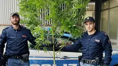 La pianta marijuana recuperata - © www.giornaledibrescia.it
