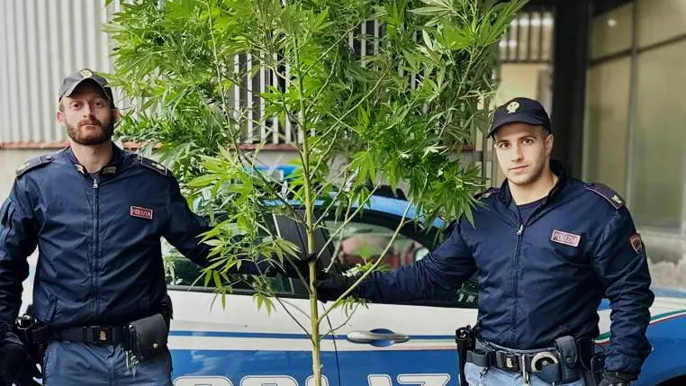 La pianta marijuana recuperata - © www.giornaledibrescia.it