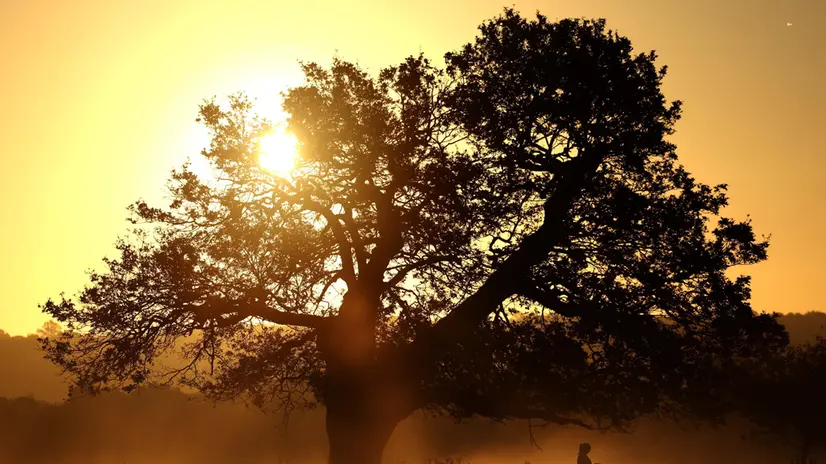 epa11679518 A woman watches the sun rise in Richmond Park in London, Britain, 24 October 2024. Richmond Park is a National Nature Reserve and home to over 630 red and fallow deer who have been roaming freely since 1637.Â EPA/NEIL HALL