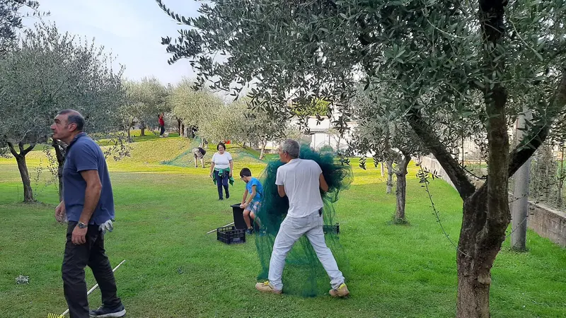 La raccolta delle olive per la produzione del Campagnòlio - © www.giornaledibrescia.it