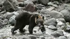 epa03903629 A picture made available on 09 October 2013 shows a young brown bear hunting a salmon running on a river in Shiretoko on Japan's northeastern island of Hokkaido, 02 October 2013 in preparation for hibernation in winter. Shiretoko, located on Shiretoko Peninsula, is called as last rarely-visited regions. Most of the area on the peninusla is defined as Shiretoko National Park, where is known as the home of Japan's brown bear, and defined as World Natural Heritage Site by UNESCO in 2005. Shiretoko means end of the Earth in Ainu language. Ainu is indigenous people on Japanese northern island of Hokkaido and worship brown bear as kimunkamuy, god in mountains in Ainu. Hokkaido Government office announced in June 2013 estimated population of brown bear in Hokkaido was around 2244-6476 in 2012 due to questionary investigation to 5,800 hunters. More than half of them inhabit in Soya and east of Hokkaido including Shiretoko, Hokkaido Goverment office said in the report. The population of the bear is almost twice than the previous questionary survey in 2000 but the figures are very rough due to difficulty of real investigation. The local government has announced in mid-September 2013 the haunting of brown bears will increasse this autumn due to bad growth of acorns and oak as food to take for the hibernation. EPA/KIMIMASA MAYAMA