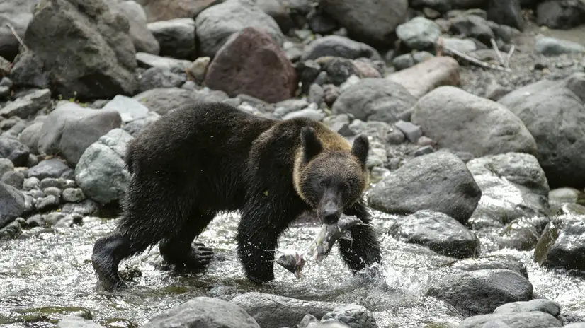 epa03903629 A picture made available on 09 October 2013 shows a young brown bear hunting a salmon running on a river in Shiretoko on Japan's northeastern island of Hokkaido, 02 October 2013 in preparation for hibernation in winter. Shiretoko, located on Shiretoko Peninsula, is called as last rarely-visited regions. Most of the area on the peninusla is defined as Shiretoko National Park, where is known as the home of Japan's brown bear, and defined as World Natural Heritage Site by UNESCO in 2005. Shiretoko means end of the Earth in Ainu language. Ainu is indigenous people on Japanese northern island of Hokkaido and worship brown bear as kimunkamuy, god in mountains in Ainu. Hokkaido Government office announced in June 2013 estimated population of brown bear in Hokkaido was around 2244-6476 in 2012 due to questionary investigation to 5,800 hunters. More than half of them inhabit in Soya and east of Hokkaido including Shiretoko, Hokkaido Goverment office said in the report. The population of the bear is almost twice than the previous questionary survey in 2000 but the figures are very rough due to difficulty of real investigation. The local government has announced in mid-September 2013 the haunting of brown bears will increasse this autumn due to bad growth of acorns and oak as food to take for the hibernation. EPA/KIMIMASA MAYAMA