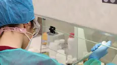 Operativo 7 giorni su 7 e 24 ore su 24. Al suo interno, attualmente, vengono refertati – con risultati tra le 24 e le 36 ore – quotidianamente circa 1200 tamponi molecolari; con però un potenziale, praticamente doppio, di 3mila test giornalieri. Sono i numeri che raccontano, in estrema sintesi, la “potenza di fuoco” del laboratorio analisi di biologia e microbiologia molecolare dell’ospedale di Piacenza. Un presidio cruciale per la lotta al covid, ma non solo, i cui spazi sono stati recentemente riqualificati e potenziati. ANSA/US AUSL PIACENZA +++ NO SALES, EDITORIAL USE ONLY +++