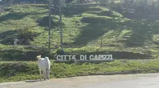 Capizzi in immagini di repertorio. ANSA/RUGGERO FARKAS