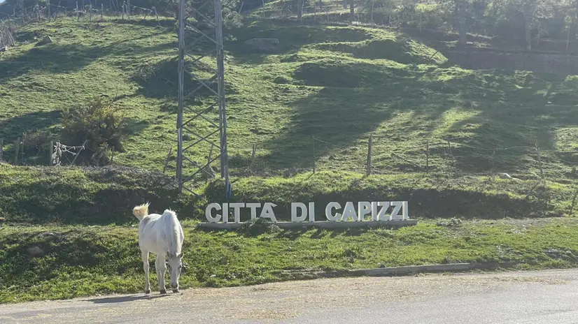 Capizzi in immagini di repertorio. ANSA/RUGGERO FARKAS