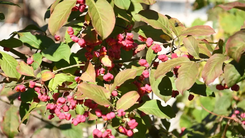 Questo arbusto è anche chiamato «fusaria», oltre che berretta da prete ed evonimo