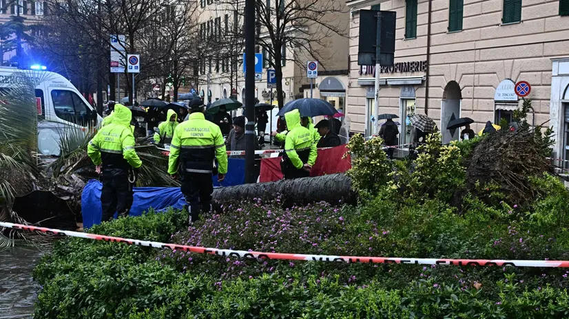 Una donna è morta dopo essere stata schiacciata da una palma crollata in piazza Paolo Da Novi, nel quartiere della Foce a Genova. Sul posto è intervenuta la Croce Bianca, insieme all'automedica inviata dal 118, e i vigili del fuoco. Sul posto presenti i carabinieri e la polizia locale. Genova, 12 marzo 2025. ANSA/LUCA ZENNARO
