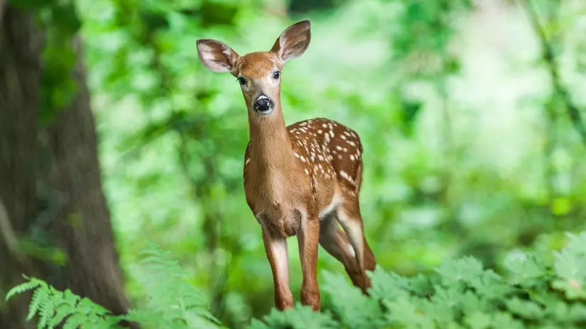 Un cerbiatto (fawn inglese) nella foresta - © www.giornaledibrescia.it