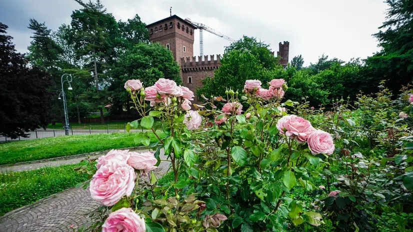 Le rose sbocciate al roseto comunale del parco del Valentino. Torino 30 maggio 2024 ANSA/TINO ROMANO