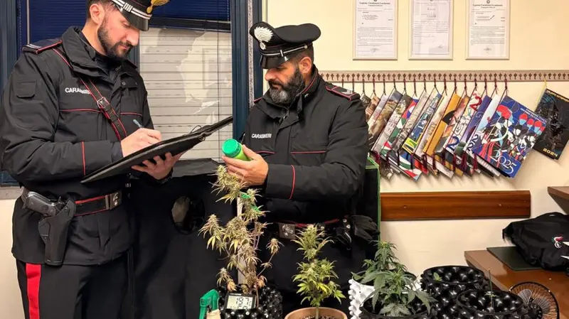 I carabinieri con le piante di canapa