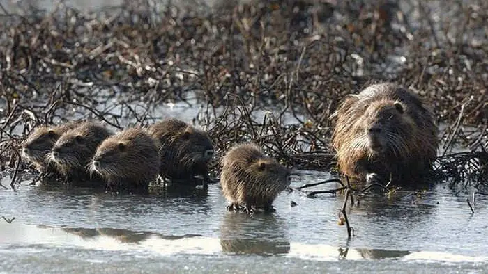 Nutrie al margine di un canale per l'irrigazione dei campi - © www.giornaledibrescia.it