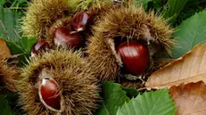 Castagne nei ricci - © www.giornaledibrescia.it