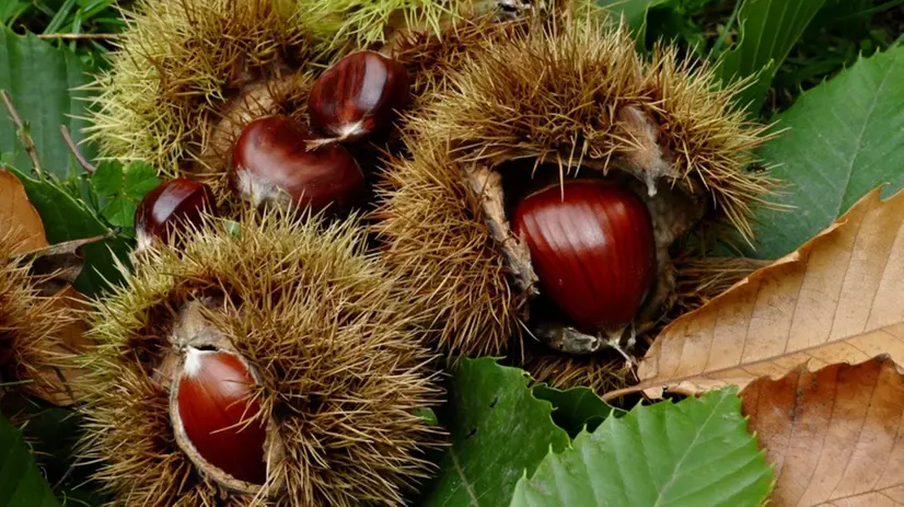Castagne nei ricci - © www.giornaledibrescia.it