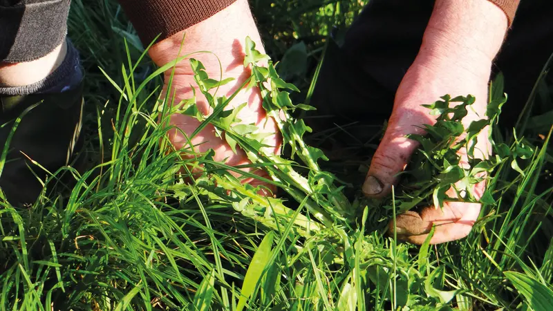 Un uomo raccoglie la cicoria