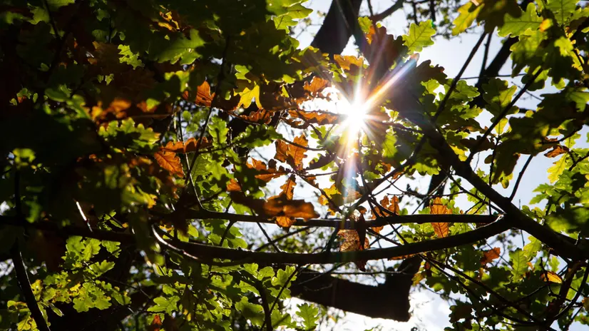 epa10244308 Sunlight illuminates colourful autumn leaves in Newmillerdam, Britain, 14 October 2022. EPA/ADAM VAUGHAN
