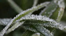 Brina e rugiada formano affascinanti ricami sui fili d'erba - © www.giornaledibrescia.it