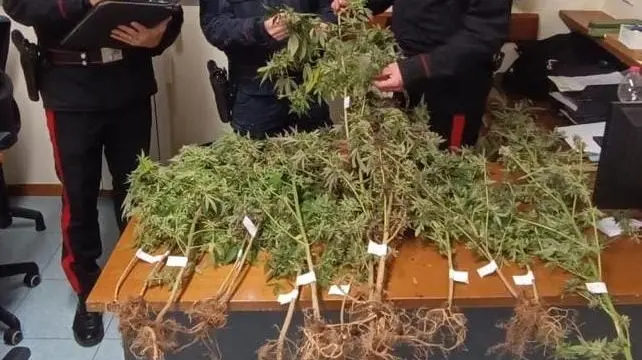 Le piante di marijuana coltivate a Serle