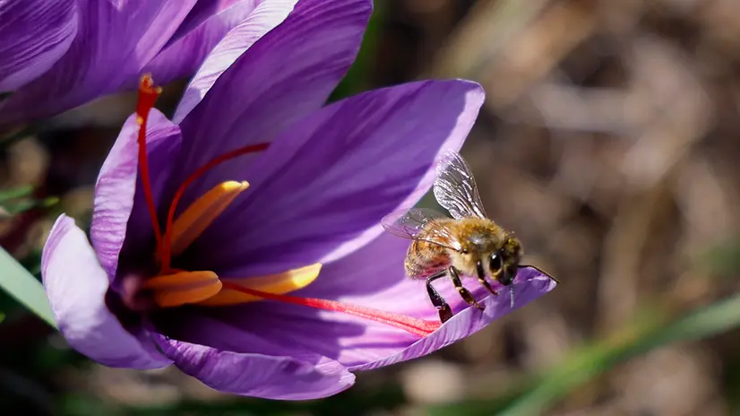 epa12458020 A bee sits on a saffron flower during the harvest season in a field at the 'Le Safran de Nans' estate in Saint-Vallier-de-Thiey, southeastern France, 16 October 2025. The saffron generally begins to bloom around mid-to-late October, with the harvest typically occurring from mid-October into November, and lasting about 3 to 4 weeks. The Crocus sativus flowers must be hand-picked early in the morning, often before sunrise, to preserve the quality, color, and aroma of the stigmas. Approximately 150 to 200 flowers are needed to produce just one gram of dried saffron. EPA/SEBASTIEN NOGIER