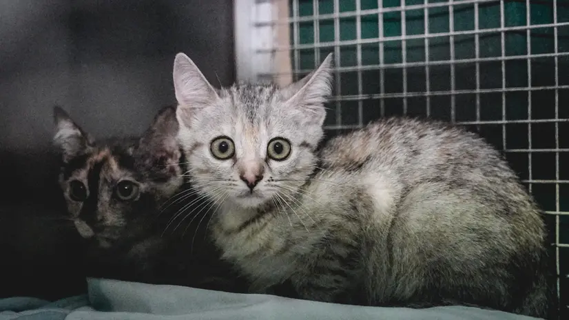 Il Canile rifugio della Città in strada Cuorgnè. Torino 20 agosto 2025 ANSA/TINO ROMANO