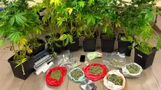 Le piantine di marijuana e la droga trovate tra casa e bar - © www.giornaledibrescia.it