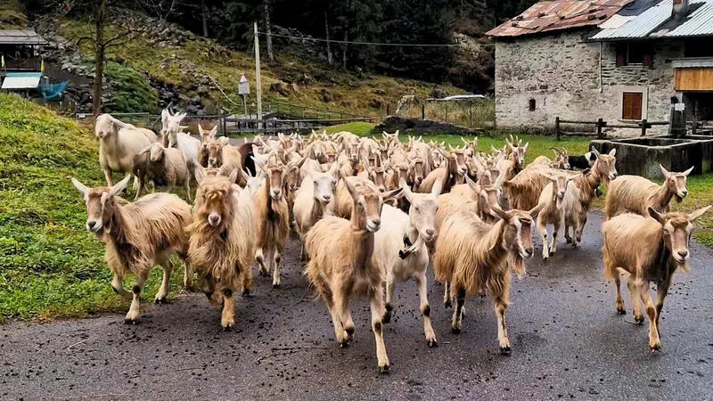 Le Bionde dell'Adamello - Foto Lisa Foresta © www.giornaledibrescia.it