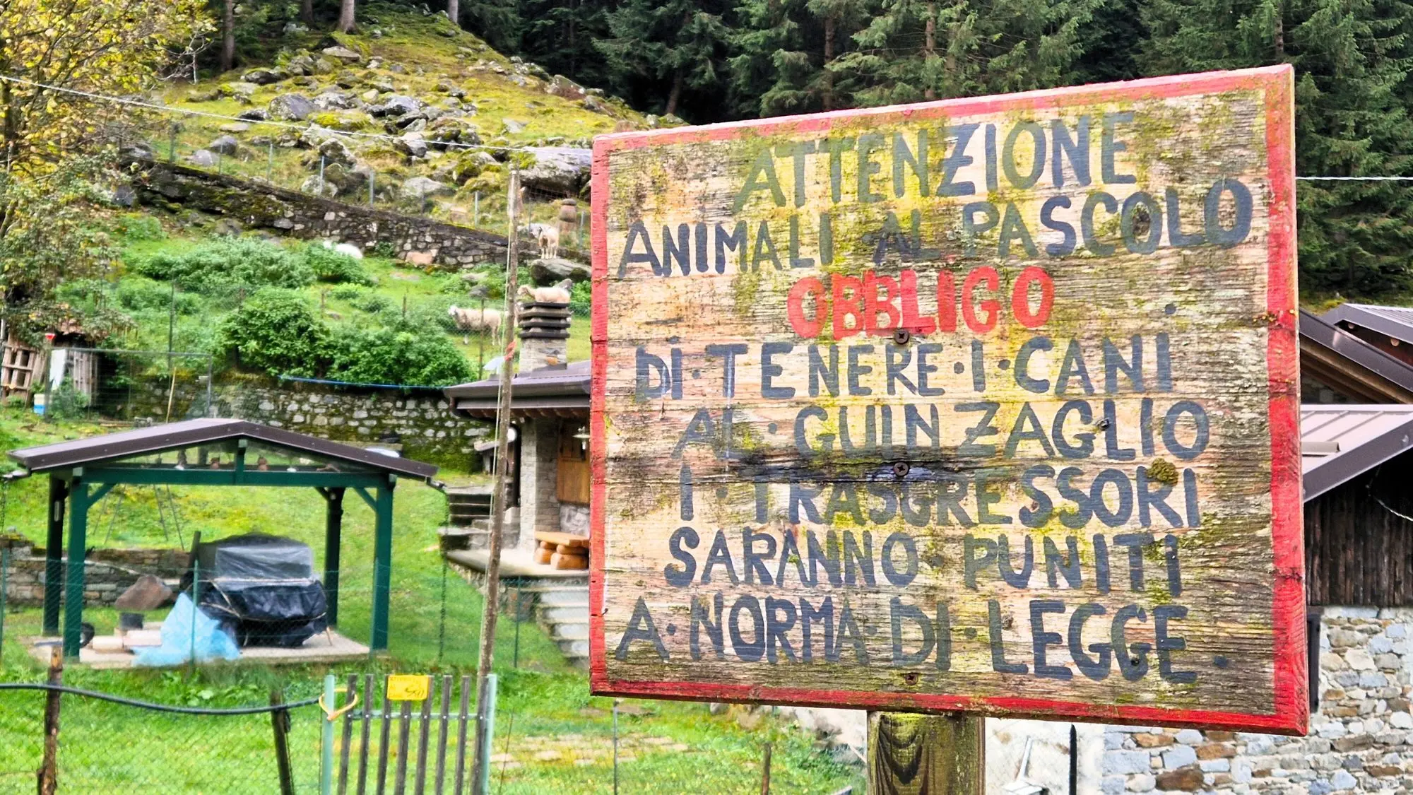 Le capre Bionde dell'Adamello vanno al pascolo