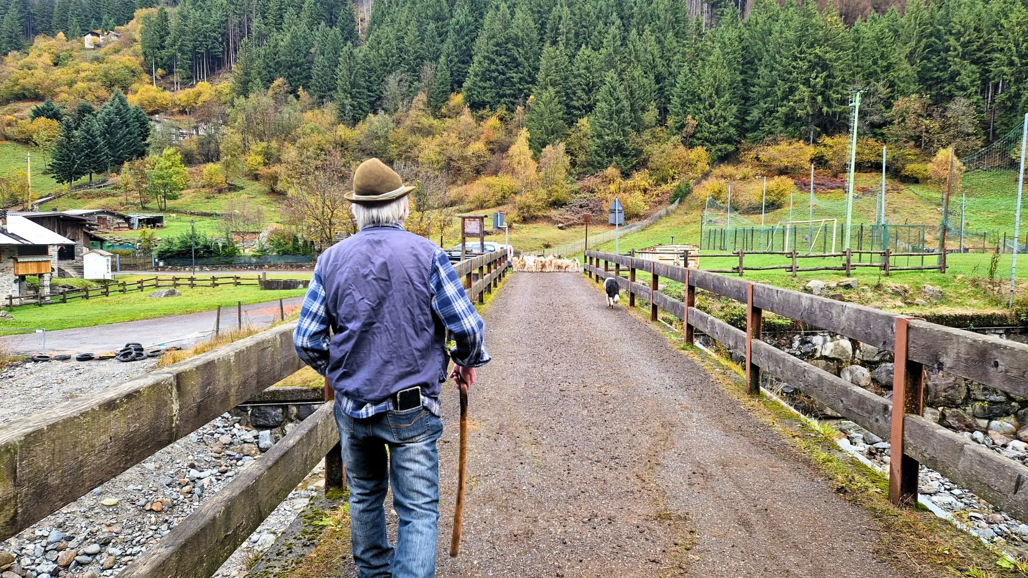 Le capre Bionde dell'Adamello vanno al pascolo