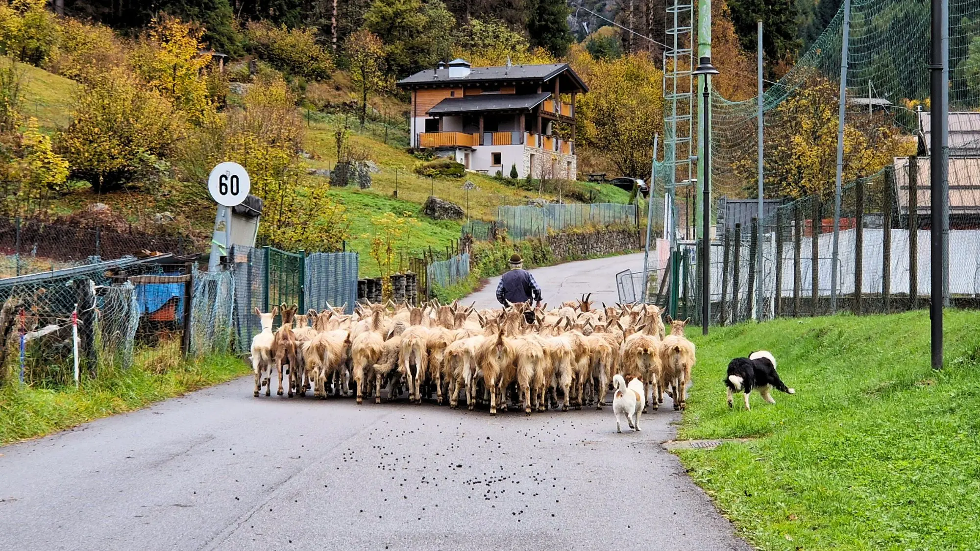 Le capre Bionde dell'Adamello vanno al pascolo