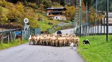Le capre Bionde dell'Adamello vanno al pascolo