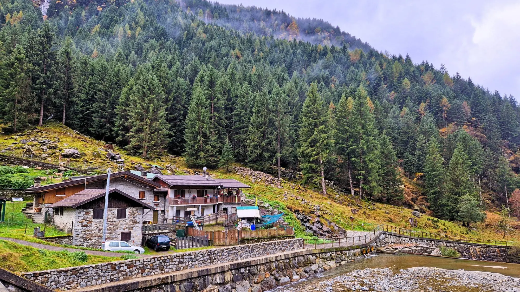 Le capre Bionde dell'Adamello vanno al pascolo