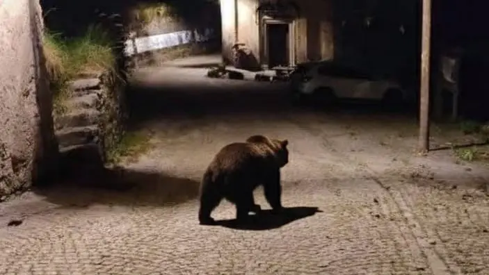 La foto dell'orso a Lavenone