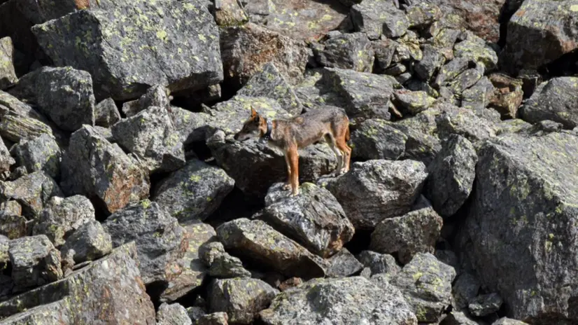 La lupa Ludovica nel Parco Nazionale dello Stelvio