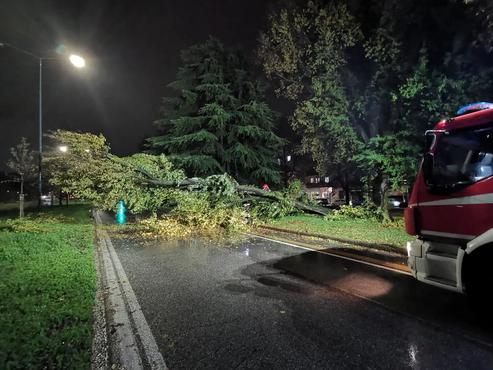 Via Cefalonia, l'albero caduto in mezzo alla strada
