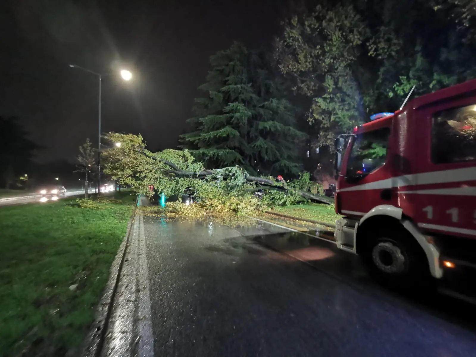 Via Cefalonia, l'albero caduto in mezzo alla strada